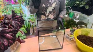 Флорариум для деток природных бегоний🌿