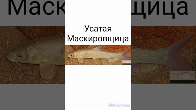 #маринка#смешные картинки# смотреть онлайн