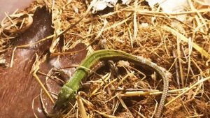 КАК КОРМИТЬ ЗАМОРОЗКОЙ ИЛИ КОНСЕРВИРОВАННЫМИ СВЕРЧКАМИ ПРЫТКУЮ ЯЩЕРИЦУ! EXO TOP