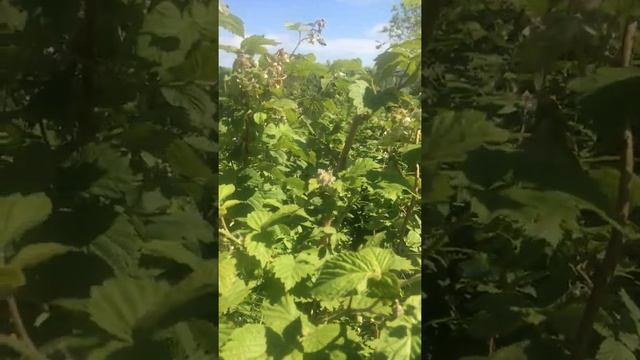 МАЛИНА!!! 3 правила ухода для БОГАТОГО урожая!!! смотреть онлайн