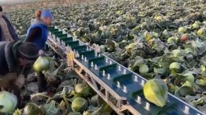 Уборка капусты транспортером НОУТ-62 Республика Беларусь Брестской области 2020