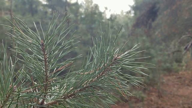 18 января- Крещенский Сочельник.Ночь накануне Крещения.Что можно и нельзя делать.Народные  традиции