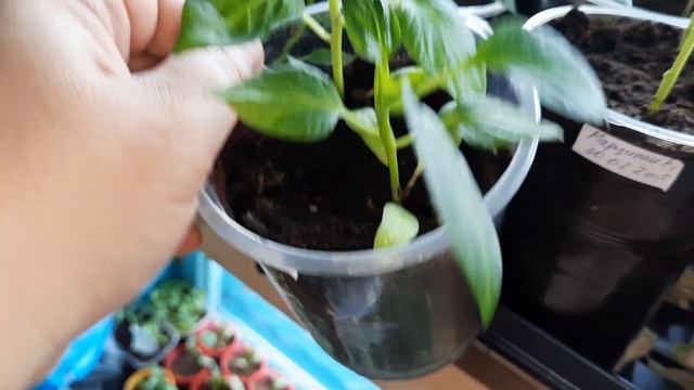 Перец зацветает...погибнет или выживет? смотреть онлайн