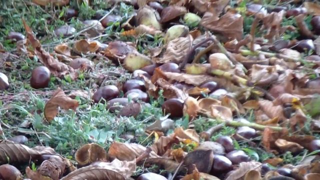 Голуби клюют семена интересной травы "Птичий горец". Октябрь. смотреть онлайн