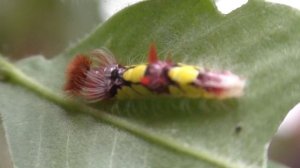 Гусеницы Синей Морфы (Morpho peleides) растут на Клевере