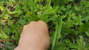 Травяной чай из земляники. Когда собирать и полезные свойства