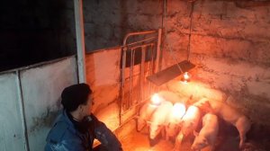 ПРОКАЛЫВАЕМ ВИТАМИНАМИ ПОРОСЯТ. ВИТАМИНЫ ТРИВИТ.