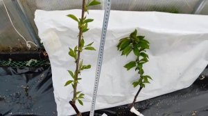 черешня ревна сравнение на разных подвоях