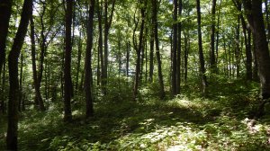 Зоопарк в хуторе Долгогусевский, Белореченского района, Краснодарского края.