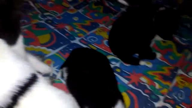 Щенки РЕЛ три недели смотреть онлайн