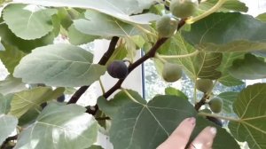 Инжир "Panache"