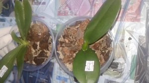 Как пересадить подростков орхидей/ посадка детки/ как поливать орхидеи