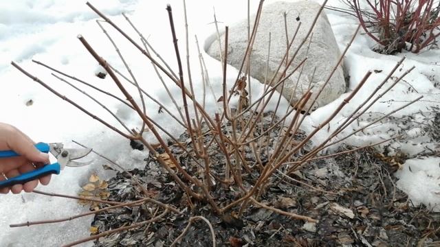 ВЕСЕННЯЯ ОБРЕЗКА МЕТЕЛЬЧАТОЙ ГОРТЕНЗИИ 2021 смотреть онлайн