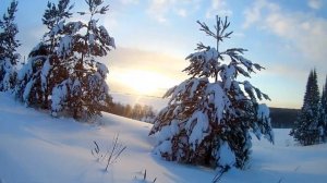 Запрягли лошадь. Прогулка на санях в упряжке.