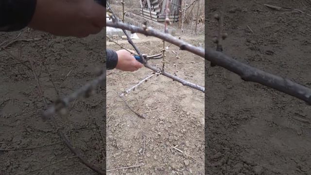 Обрезка 3-х летнего персика