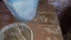 ??Что лучше давать кроликам зимой вместо воды. Снег или лед? Правильное кормление кроликов зимой