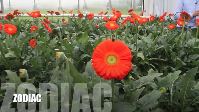 New & Upcoming Gerberas - Holland & Skyline Flower Growers смотреть онлайн