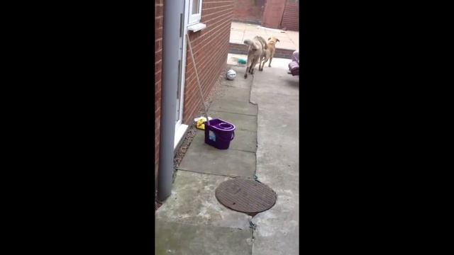 English bullmastiff taking a Caucasian Ovcharka for a quick walk. смотреть онлайн