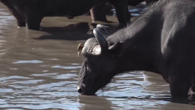 Когда Черепаха Издыхает, Они Покидают её и ищут другую! #краб #черепаха смотреть онлайн