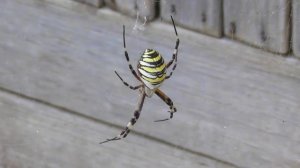 Паук-Оса или Паук-Зебра, Аргиопа Брюнниха