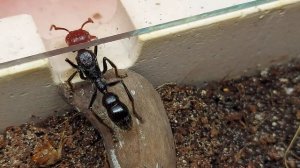Муравей пуля (Paraponera clavata)