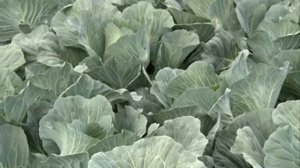 Описание и характеристика сорта: капуста  для длительного хранения Фундакси, Аммон