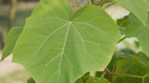 Павловния - самое быстрорастущее дерево