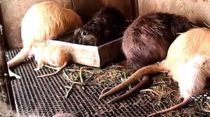 НУТРИЯ В КЛЕТКЕ