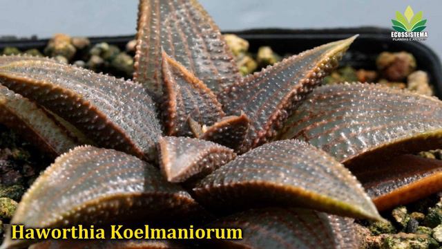 Gênero Haworthia apresentação de espécies para identificação смотреть онлайн