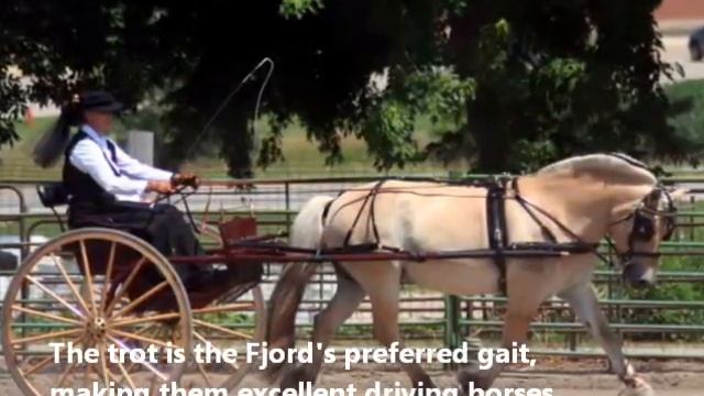 Fun Facts About Norwegian Fjord Horses смотреть онлайн