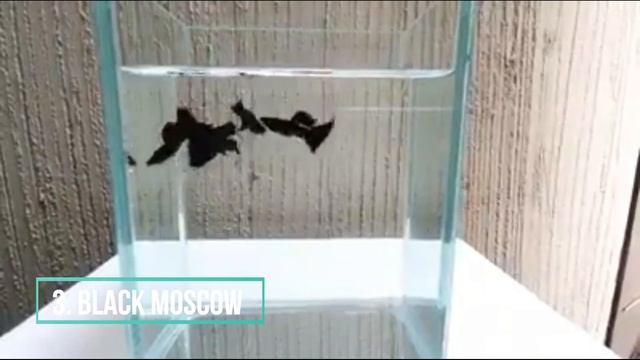 Ikan Guppy Termahal 2021 || Ikan Guppy Black Moscow Blue Moscow Champion Purple Black Samurai x koi смотреть онлайн