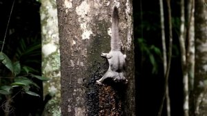 12 05 Белки-летяги