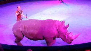 Цирк. Носорог. Дрессированный Носорог. Триумфаторы Арены. Африканский Носорог Видео. Носорог Видео