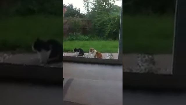 Sneaky black cat смотреть онлайн