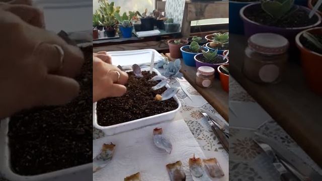 Echeveria Cante смотреть онлайн