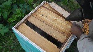 объединяю семьи осенью
