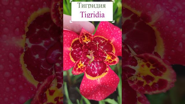 Тигридия (Tigridia).😍