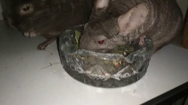 Повадки и поведение шиншилл.