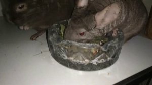 Повадки и поведение шиншилл.
