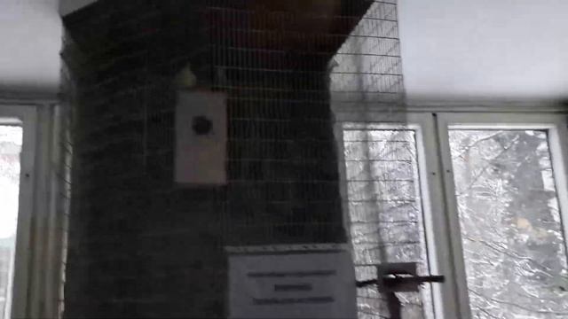 Знакомство с птичками поближе смотреть онлайн