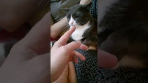 Бой Кличко и Джошуа.