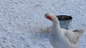 Гуси мамуты работящие