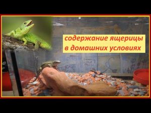 Прыткая щерица содержание дома, изменение окраса ящерицы - эксперимент