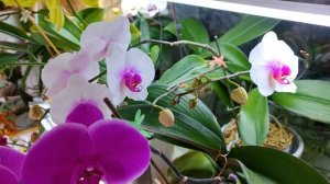 Обильное цветение моих орхидей. Пышное цветение орхидей. Домашнее цветение орхидей. Цветущий балкон