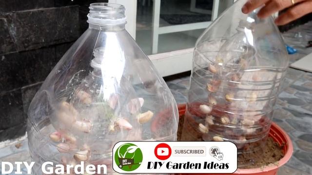 Amazing idea for growing Garlic | How to grow Garlic in plastic bottles смотреть онлайн