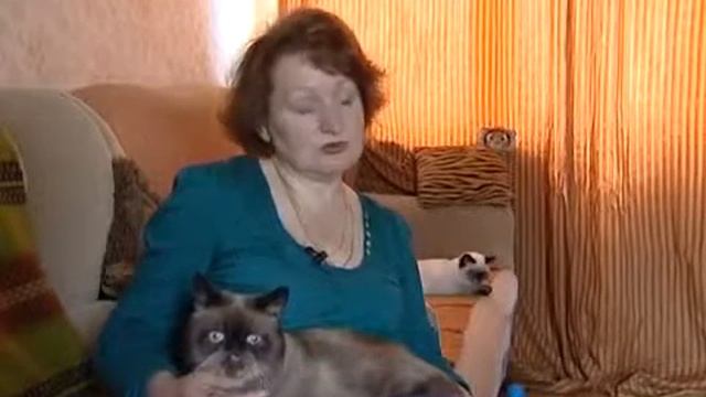 Экзотическая кошка - Все О Породе