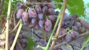 Сорта винограда Байконур 2017