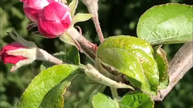 Мне снился сон смотреть онлайн