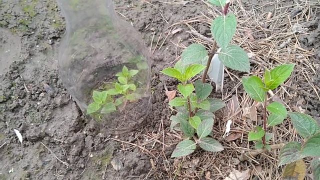 ГОРТЕНЗИИ. КАК СОХРАНИТЬ МОЛОДЫЕ УКОРЕНЁННЫЕ ЧЕРЕНКИ МЕТЕЛЬЧАТЫХ И ДРЕВОВИДНЫХ ГОРТЕНЗИЙ В ЗИМУ ??? смотреть онлайн