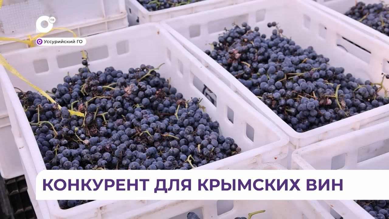 Приморское импортозамещение - Виноградари Приморья приступили к переработке урожая